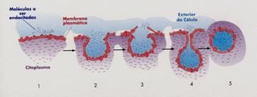 Pinocitose: A célula invagina (dobra para dentro) sua membrana em uma região