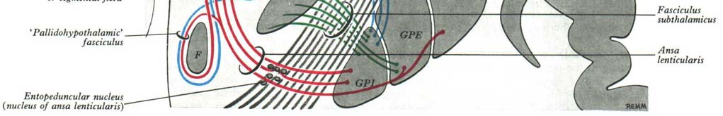 Globo Pálido (GP) : - parte mais interna do núcleo lenticular; a sua palidez deve-se ao grande número de fibras mielínicas que lá passa, a um menor n.