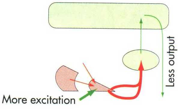 O nível de polarização destes neurónios depende do equilíbrio entre as aferências inibitórias do estriado (GABAérgicas) e as aferências excitatórias do núcleo subtalâmico (Glutamatérgicas); da soma