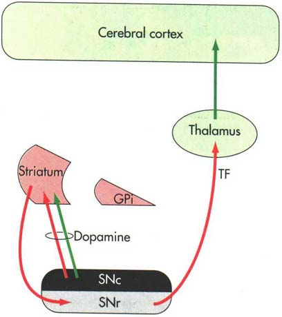 Substância negra (ver Nolte, fig.19.