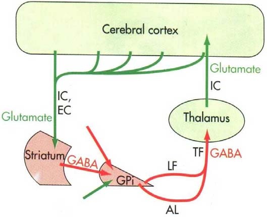 estriado) e eferências (tálamo; no caso da SNr com ênfase para CM/PF e DM, portanto com maior ligação às ansas cognitiva e límbica e não tanto à motora); parte compacta (SNc) mais dorsal; manda