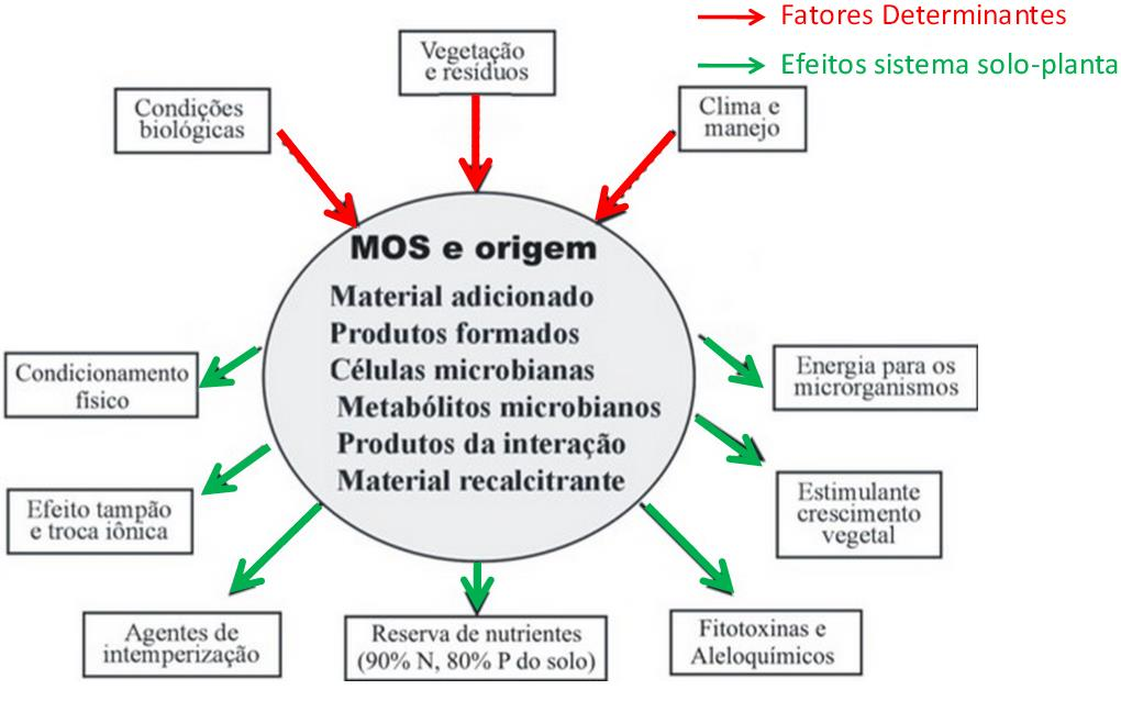 IMPORTÂNCIA DA MOS