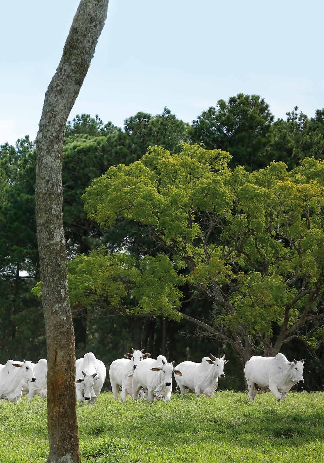 22 AGOSTO 2015 SÁBADO 17H FAZENDA DO