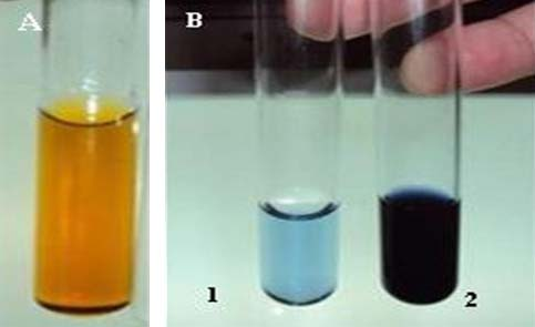 2 Interferência na quantificação de proteínas em cultura de G. diazotrophicus em meio semi-sólido contendo glicose Foto: Kátia R.dos S. Teixeira e Renata J.