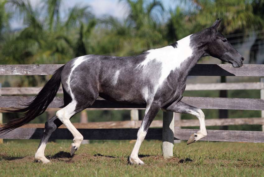 08 Namorada do Rancho do Acaso Es p a n h o l Ka f é da No v a x Fa n ta s i a do Ra n c h o do Ac a s o Quem está em busca de uma namorada, aqui está essa potraça!