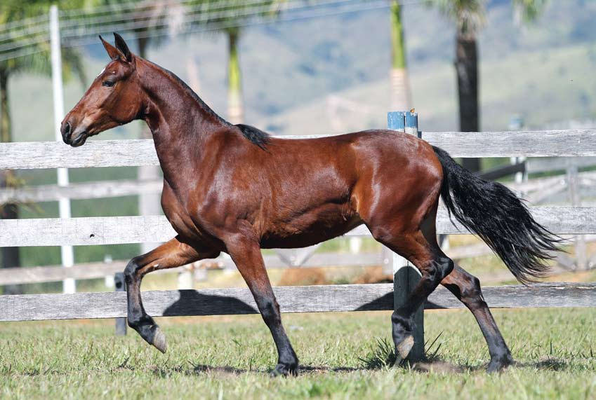 11 Ondina do Rancho do Acaso Es p a n h o l Ka f é da No v a x Ja ç a n ã do Passo Fi n o Foi difícil conseguir a participação dessa castanha no pregão!