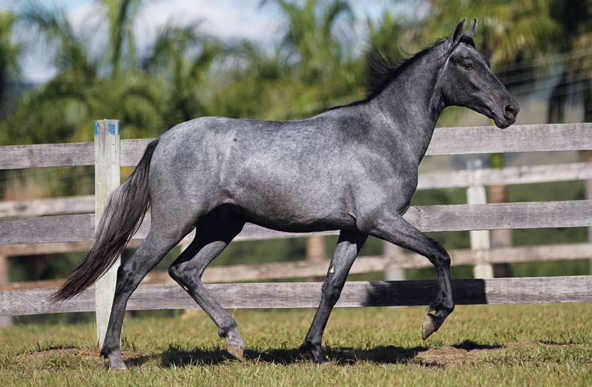 13 Orvalho do Rancho do Acaso - 50% Original do Passo Fi n o x Cruela do Ra n c h o do Ac a s o Potro reserva do Haras, oferta de 50%. Orvalho é filho do atual Campeão Nacional Progênie de Pai Jr.