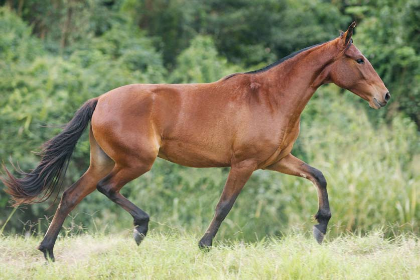 27 Vanda do Conforto Trilho da Zizica x Mandala Mocoquense Trilho da Zizica sagrou-se Campeão Nacional de Marcha, sendo uma unanimidade como marchador e agora prospera na reprodução.