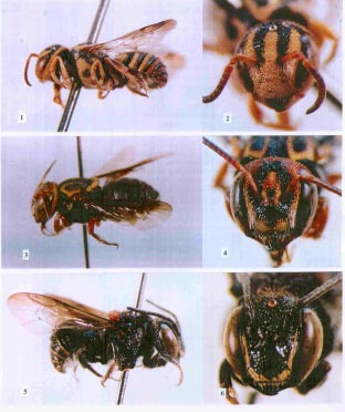 Acta Biol. Par., Curitiba, 32 (1, 2, 3, 4): 95-106. 2003. 101 Figs 1-6. Vista de perfil e cabeça dos holótipos.