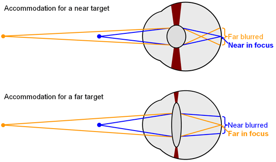 (sensíveis a alta luz e à côr), que enviam impulsos para o cérebro através do nervo óptico 5.