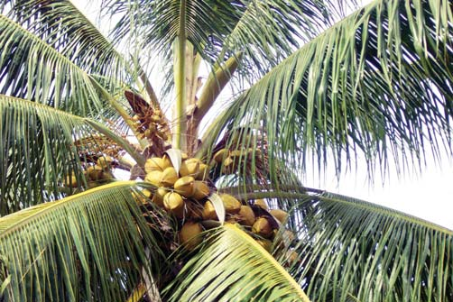 ser consumida entre 5 e 7 meses de idade. Apesar de seu menor rendimento, o albúmen é utilizado pela indústria, na produção de coco ralado.