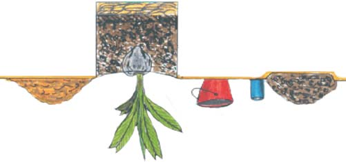 Fig. 5. Abertura e preparo da cova e plantio da muda de coqueiro.