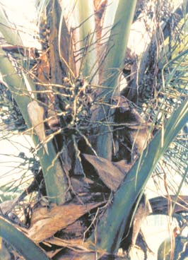 Fig. 16. Inflorescências de coqueiro necrosadas e secas em planta atacada pelo fitomonas. Foto: Dulce Regina N.