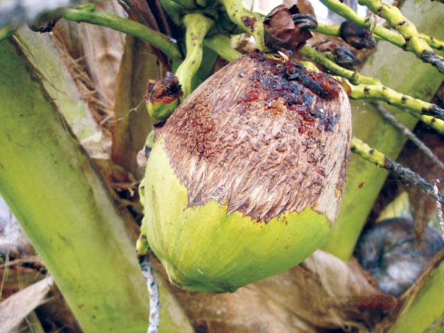 terminal e deformação ou morte de plantas jovens. Fig. 26. Fruto com dano do ácaro-da-necrose-do-coqueiro.