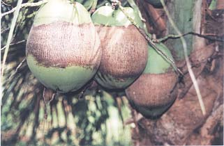 Fig. 27. Frutos com dano do ácaro-da-mancha-anelar-do-coqueiro. Foto: Joana Maria S.