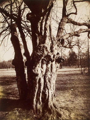 Saint-Cloud Atget fez fotograﬁas de árvores ao longo de sua carreira, desde de 1898 até um mês antes de morrer em 1927.