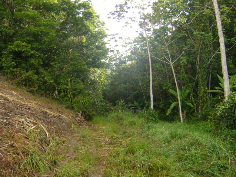 Figura 18. Vista parcial do fragmento da Mata Ciliar do Córrego 3 do Engenho Buranhém, Sirinhaém, Pernambuco. (Foto: Roseane Karla). 4.