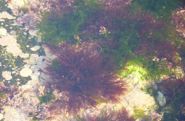 ouriço-do- mar abriga-se em cavidades forradas por esta