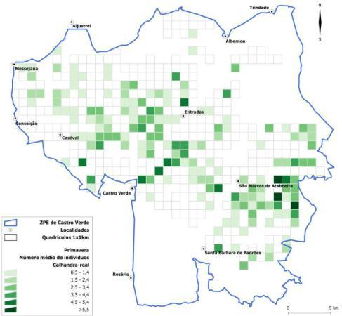 Resultados Amostragem Sistemática Calhandra-real Primavera Inverno % Quadrículas 42,8 17,7 Abundância