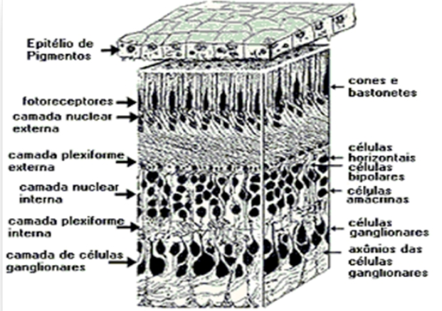 3.1 Sistema Visual dos Mamíferos 10 A camada do meio da retina (entre os cones e bastonetes e as células ganglionares) contém três tipos de células: bipolares, horizontais e amácrinas.