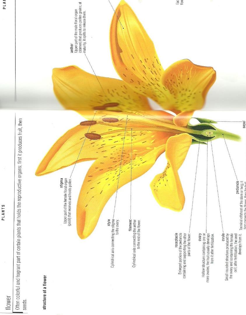 31 Figura 5: link entre a palavra-entrada Flower e a imagem da flor representada na microestrutura do verbete No que diz respeito à estruturação como a concebem Kress e van Leeuwen (1996, 2006),