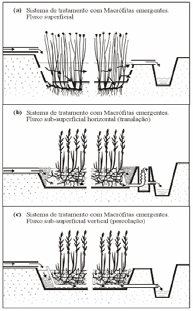 tratamento de águas residuais baseado em macrófitas aquáticas emergentes: (a) fluxo superficial, ilustra-se a espécie Scirpus lacustris.