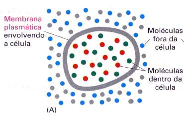 MOLÉCULAS HIDROFÓBICAS