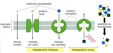 transportadoras Proteínas transportadoras Duas classes de proteínas transportadoras:
