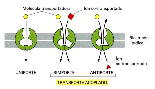 Transporte Acoplado Transporte impulsionado por ATP Transporte