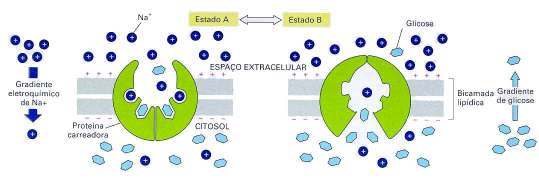 intestinal Transporte ativo de glicose no ápice utilizando simporte