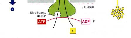 muitas células animais utilizam o influxo favorável de Na para