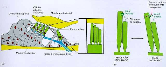 Potencial de membrana e funcionamento dos