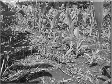 Pereira PLANTAS DOMINADAS DESPENDOAMENTO MAL CONDUZIDO Delouche (1974): a influência do vigor da semente não se estende além da emergência das plântulas; os