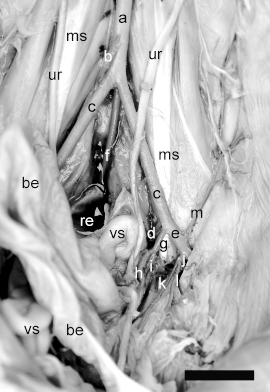 Figura 3. Fotografia em vista ventral (Obs. 16) para salientar os ramos colaterais viscerais da aorta abdominal e seus ramos terminais: a) aorta abdominal; b) a. mesentérica caudal; c) a.