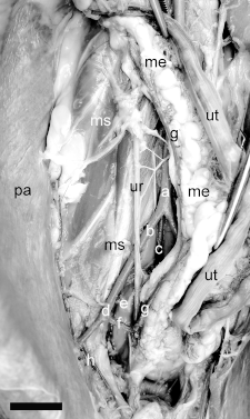 epigástrica caudal; m) a. circunflexa ilíaca profunda; ur) ureter; ms) musculatura sublombar; be) bexiga urinária; vs) vesícula seminal; re) reto; Barra = 11 mm.