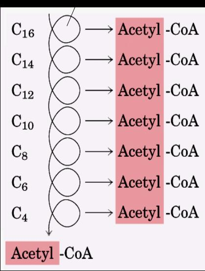 Os passos seguintes da via liberam mais moléculas de Acetil-CoA até o último par de carbono ser liberado FADH 2 e NADH O acetil-coa pode entrar no TCA e originar