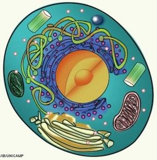 parede celular; Grande diversidade de organelas; Na célula vegetal há a organela específica