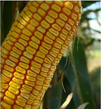 ENDOSPERMA DENTADO -Endosperma farináceo (centro) e duro (laterais) -Mais mole