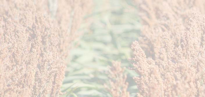 SUCRO 506 Médio SEGREDOS DA CULTURA DO SORGO GRÃO CICLO DO SORGO Um gigante em produção com segurança Sorgo silagem monocorte Soma de temperaturas: Sementeira - colheita a 30% Ms: 120 a 140 dias