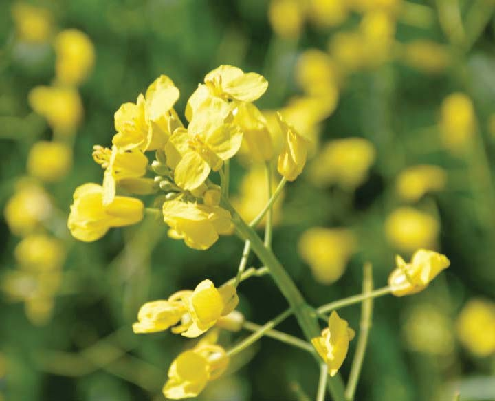 /m 2 Objetivo plantas/m 2 à saída do Inverno Profundidade sementeira Distância entre regos, cm De 1 a 3 cm Entre 12 e 50 cm MÁXIMO TEOR EM GORDURA Secagem Rápida 200% 150% % Rendimento 50% 0% %