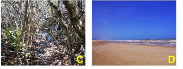 Esta variedade é formada genericamente por espécies herbáceas. Figura 12. Fotos das espécies identificadas na região de praia e cordões p-os-praia.