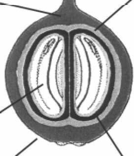 5 Semente Exocarpo (Casca) Endocarpo (Pergaminho) Mesocarpo externo Mesocarpo interno Figura 1. Corte longitudinal de um grão de café (Avallone, 2000).
