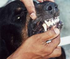 Cão, Rottweiler, macho, 8 anos.