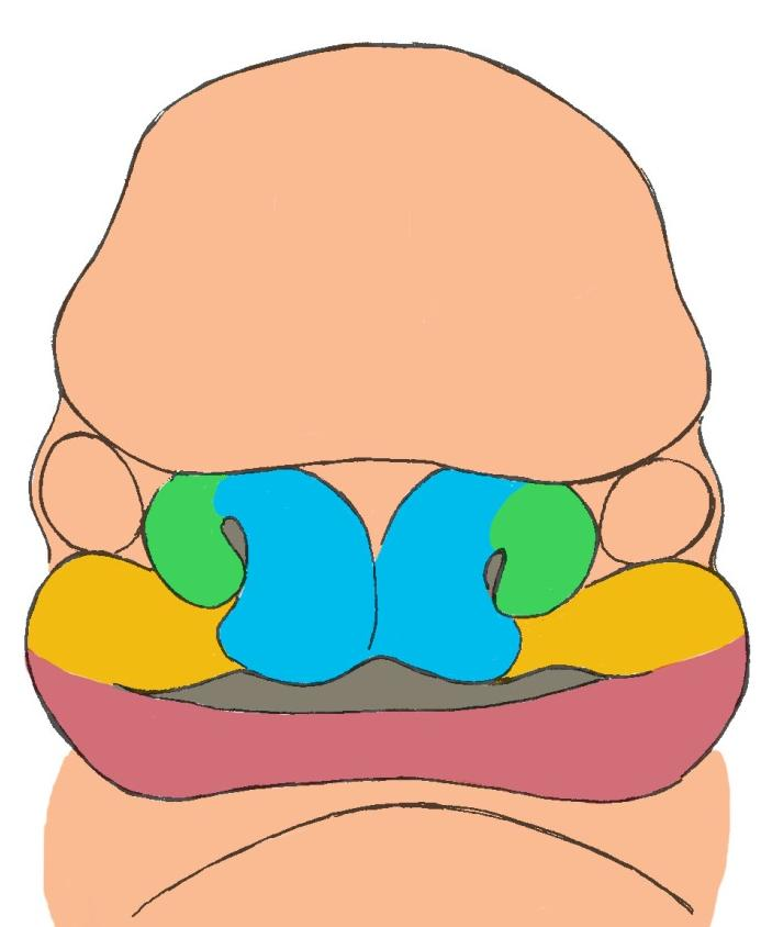 Ao longo da sexta e da sétima semana, as proeminências maxilares continuam a aumentar de tamanho e, ao crescerem medialmente, comprimem as proeminências nasais mediais em direção á linha média,