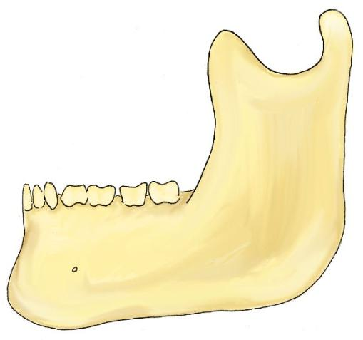 Crescimento Vertical Posterior Crescimento Vertical Anterior > Rotação Anterior Figura 29- Quando o Crescimento vertical posterior é superior ao crescimento vertical anterior, a mandíbula sofre uma