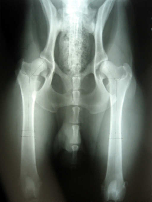 Dois locais distintos do osso foram utilizados para a mensuração: um 0,5 cm acima e outro 0,5 cm abaixo do ponto médio do comprimento do fêmur.