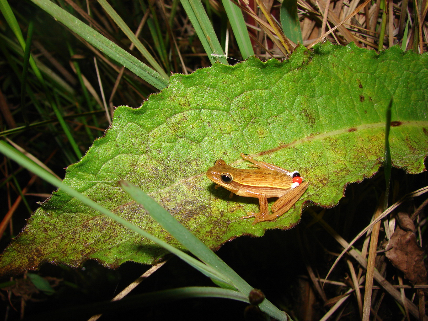 Figura 05: macho de Hypsiboas leptolineatus, marcado através do método de