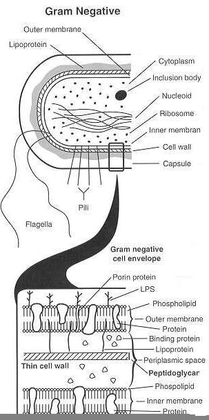 Caracterização do género Salmonella Gram negativas a parede celular é constituída por três camadas : membrana interna; a camada