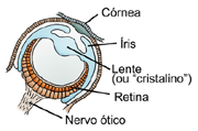 6) Olho de vertebrado: Finalmente chegamos, novamente, ao olho complexo dos vertebrados com todos os elementos previamente descritos: Essa sequência mostra que um olho incompleto pode ser muito útil