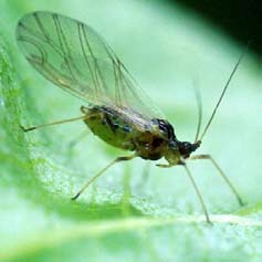 Aspectos gerais relativos a pragas e doenças das prunóideas e seu combate PRAGAS ameixeira e pessegueiro AFÍDEO VERDE (Myzus persicae) Morfologia e bioecologia: Este homóptero, vulgarmente conhecido